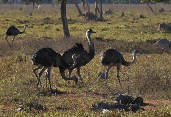 Um grupo de emas no início da Transpantaneira, entre Poconé e Porto Jofre, no Mato Grosso